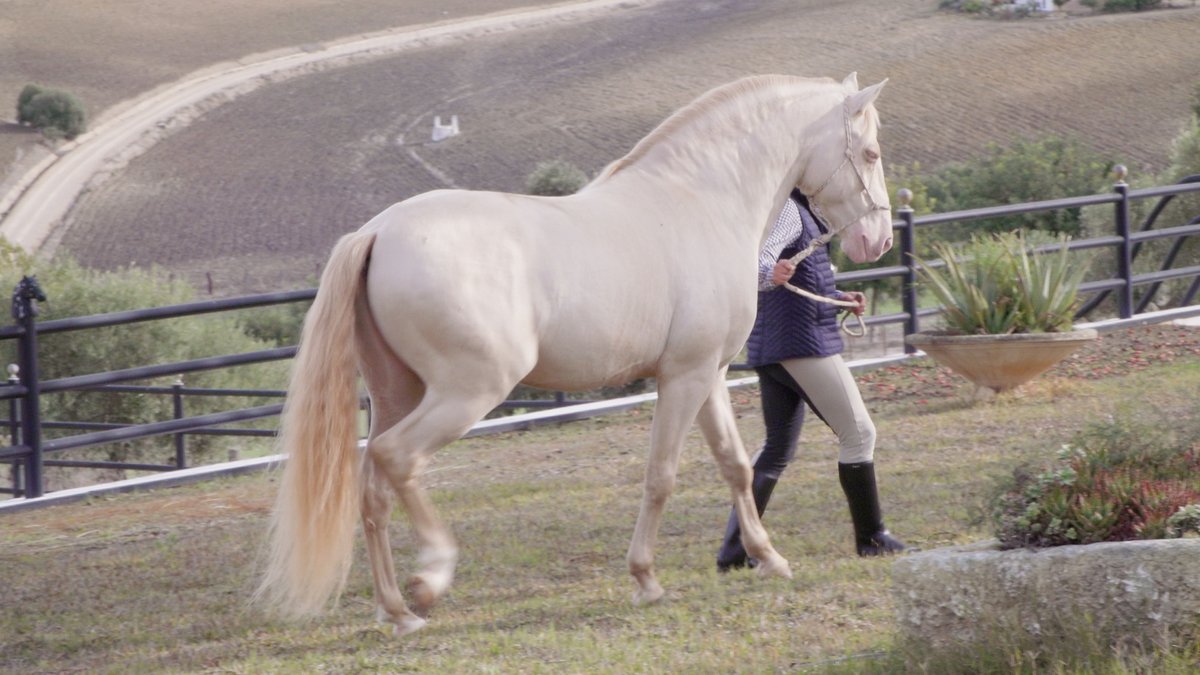 TodoCaballoCSTV's tweet photo. El sábado en #TodoCaballo repasamos las razas de caballos que habitan en #Andalucía Desde el #PuraRazaEspañol pasando por #hispanoarabe y #angloarabe, lusitanos, Trakehner, frisón o appaloosa.
No se pierdan esta ilustrativa edición de #AñoNuevo a partir de las 13.05h en @canalsur https://t.co/EaXUSnAfdM