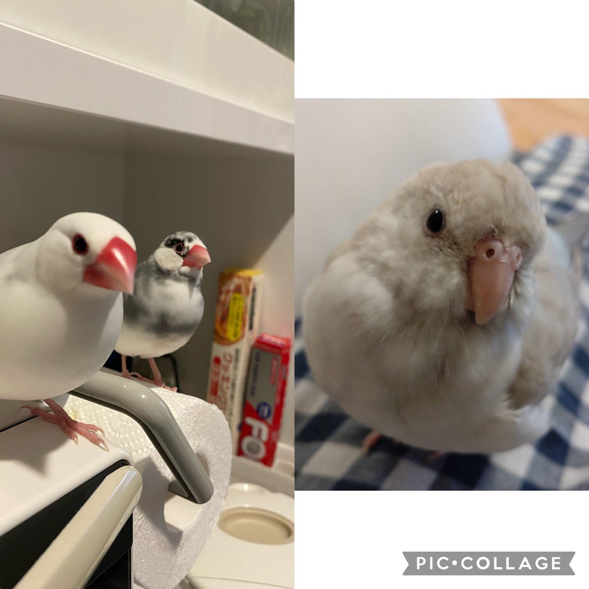 キーさん tweet media