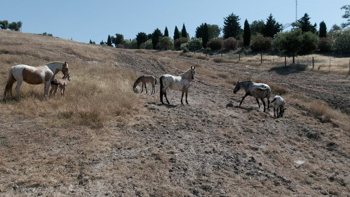 TodoCaballoCSTV's tweet photo. El sábado en #TodoCaballo repasamos las razas de caballos que habitan en #Andalucía Desde el #PuraRazaEspañol pasando por #hispanoarabe y #angloarabe, lusitanos, Trakehner, frisón o appaloosa.
No se pierdan esta ilustrativa edición de #AñoNuevo a partir de las 13.05h en @canalsur https://t.co/EaXUSnAfdM