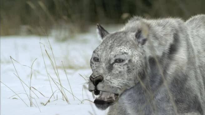 ryanpendzik2's tweet image. stop putting cave lion with saber teeth