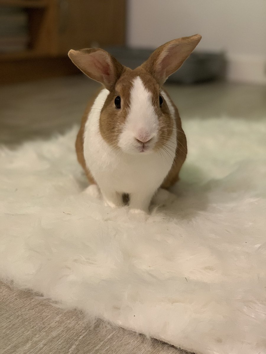 Can you ever have too many photos of your pets? 😍🥰