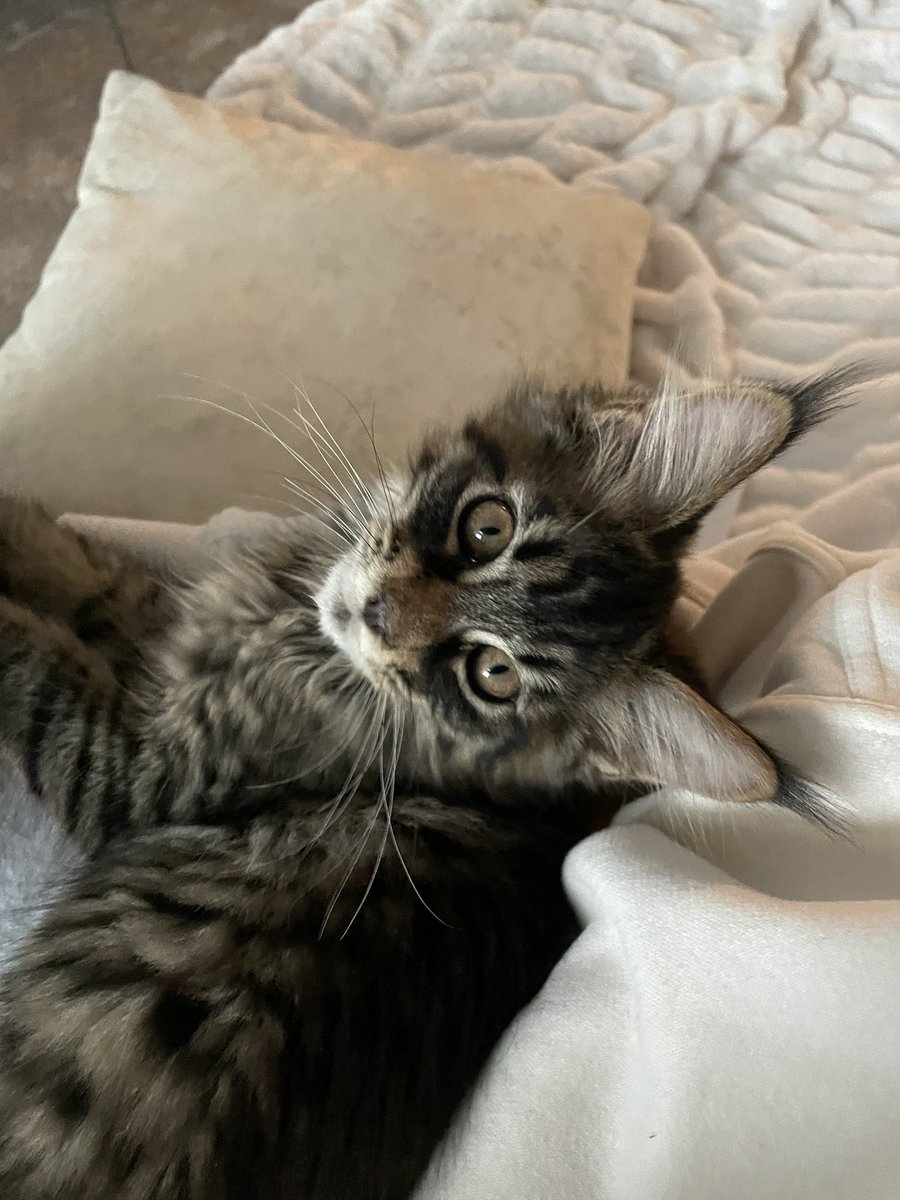 the main gift🤍My little tiger♥️♥️♥️