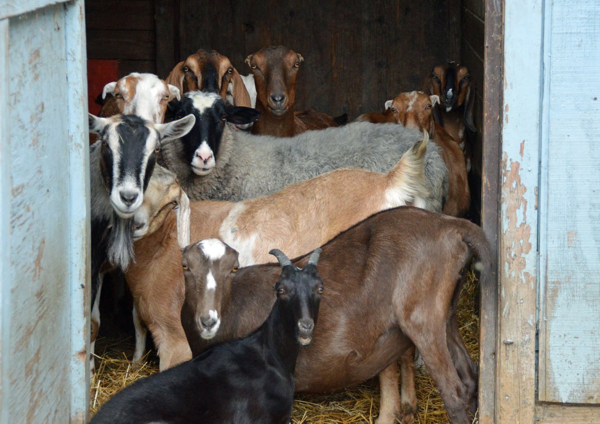 petsalive's tweet photo. Well, this weather just stinks!
Showers early becoming less numerous later in the day. High 44F. Winds light and variable. Chance of rain 40%.
#WeatherGoats #Weather #RainyDays #AdoptUs #Adopt #Rescue https://t.co/Tuvigldoey