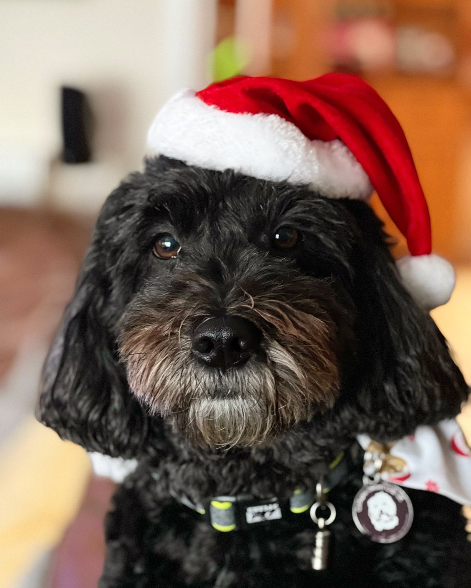 JudyLyeForster's tweet photo. @DogsTrust @DT_Cardiff Hi Boris, hope you’ve had a lovely Christmas, we love sponsoring you. @Matilda_Forster sends her love. https://t.co/Ol18m1K5CK