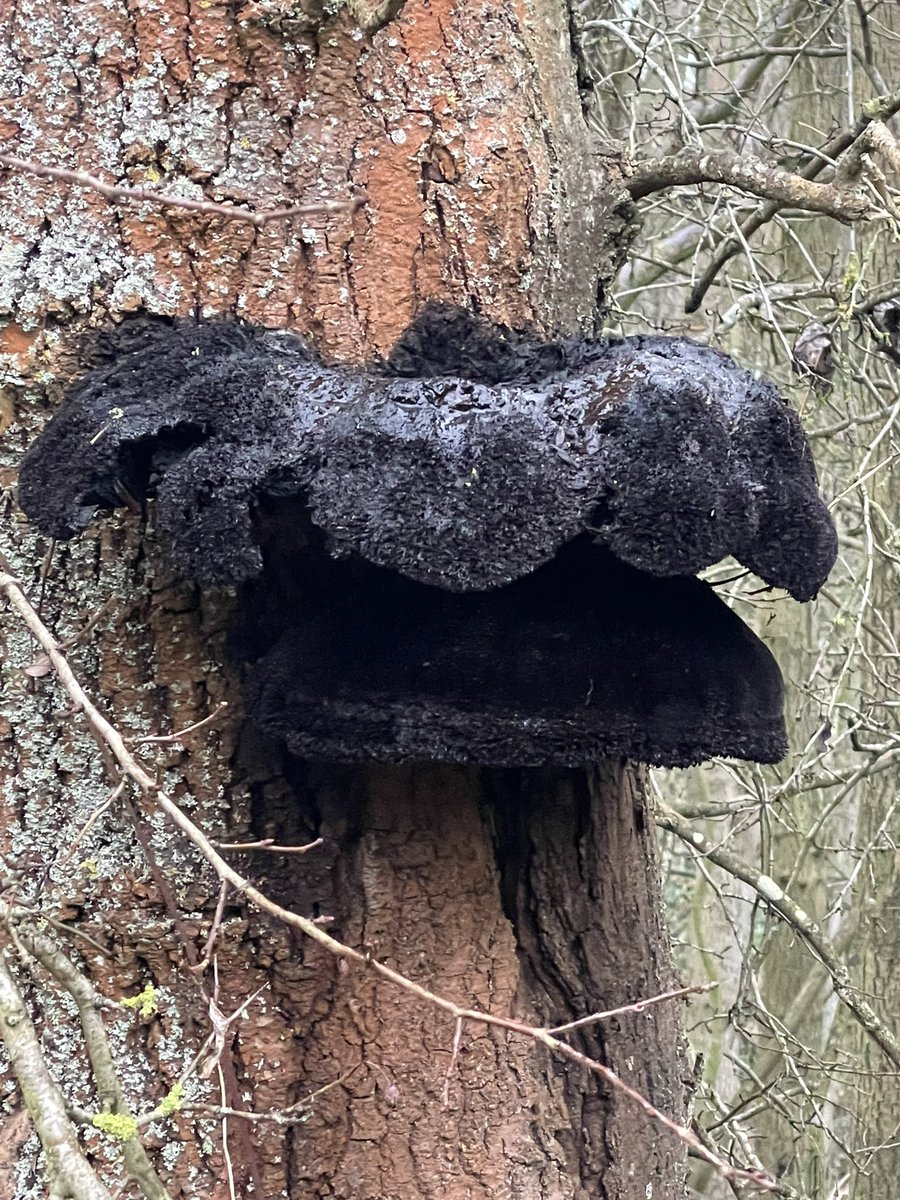 Apparently this is a ‘shaggy bracket’ #fungi
