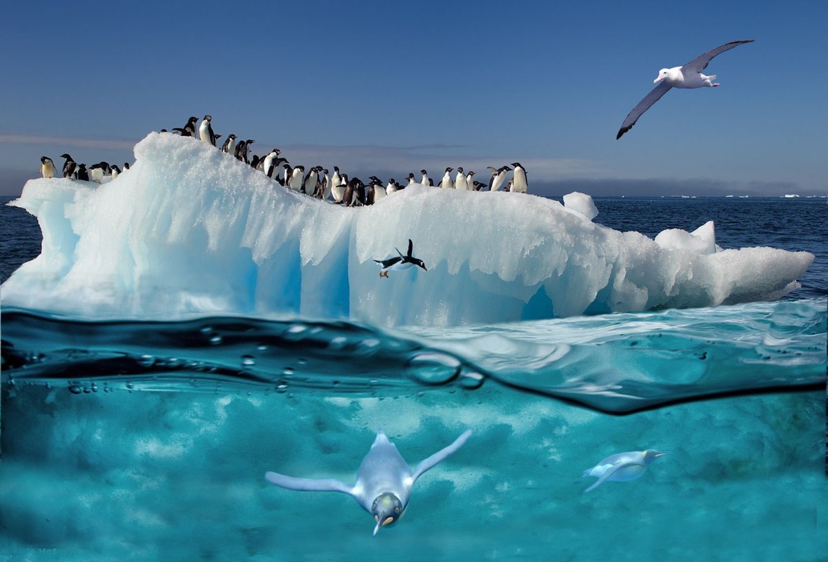 GalacticAlbatrX's tweet photo. Fancy a Dip?
For now, #Penguins can enjoy the choice between #Ice and #Sea, but for how much longer? Their underwater #flight is as graceful as any #bird.
The #WanderingAlbatross admires their adaptation but does not think #Humans will acclimatise as readily to #Climate change. https://t.co/4PRC6WDj2r
