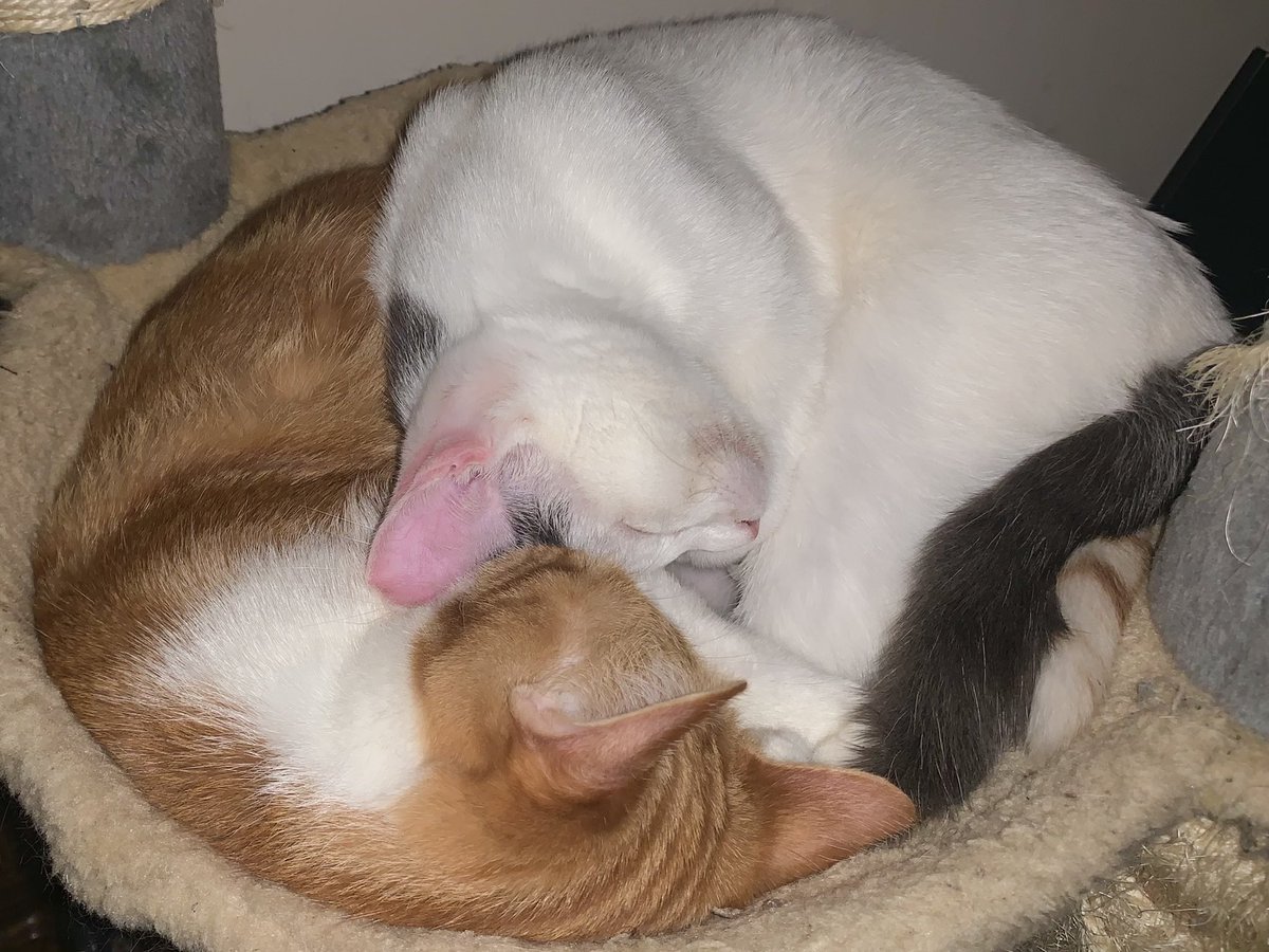 JaadeHatcher's tweet image. 