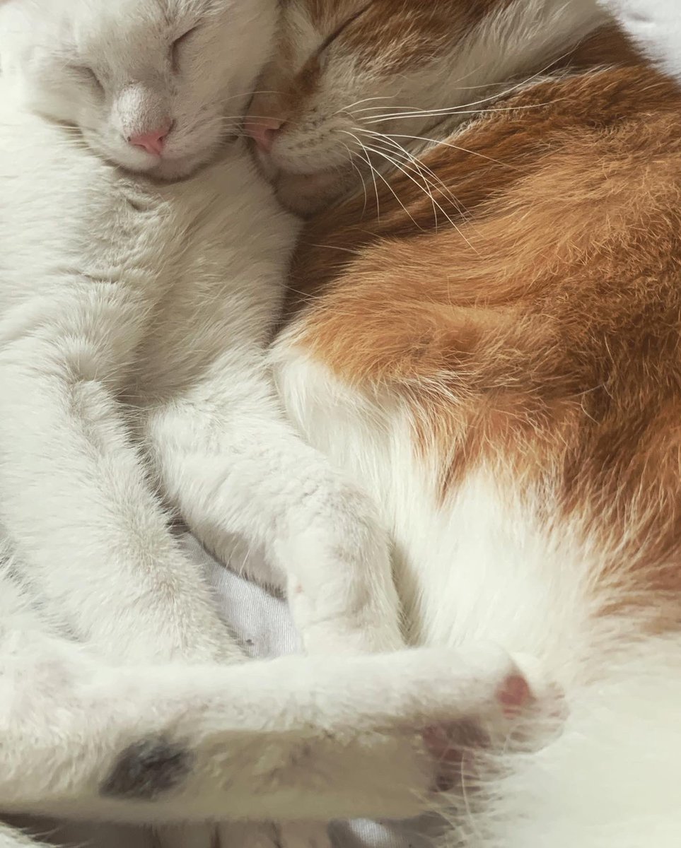 JaadeHatcher's tweet image. 