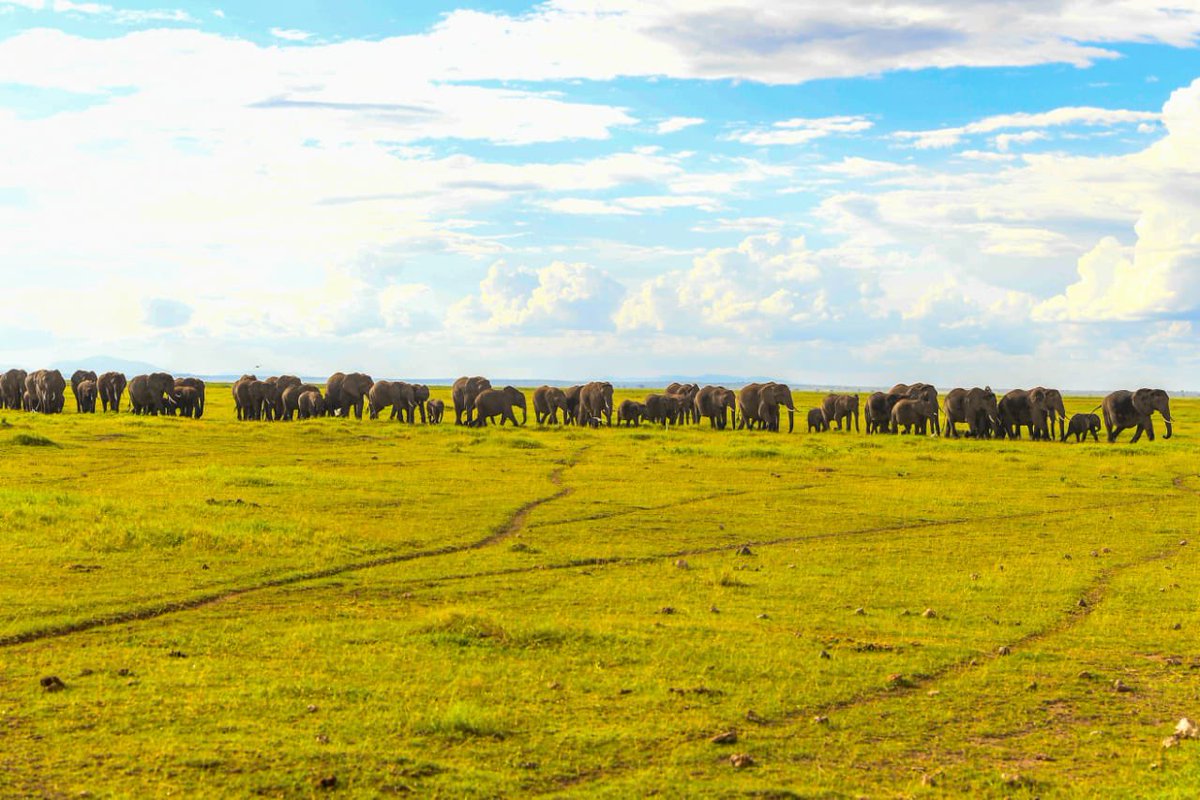 KWSKenya's tweet photo. Where else would you be to celebrate New Year if it isn’t Amboseli National Park?

You’ve got to Zuru this great scenic landscape with views of Mt. Kilimanjaro &amp; where hundreds of elephants congregate

Photo credit: @VersatileWildKe

#ZuruNaKWS  #ZuruAmboseli https://t.co/1W07JuvnU1