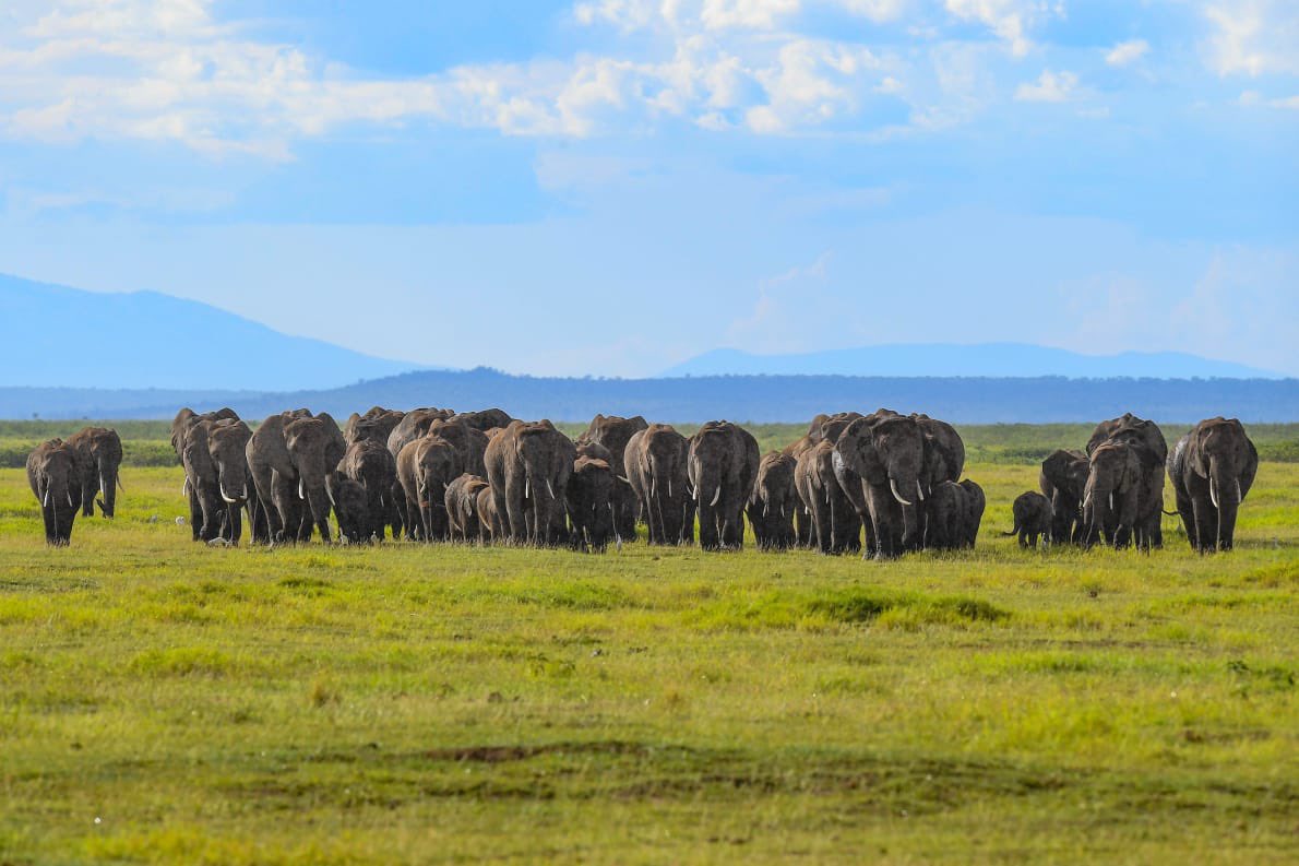 KWSKenya's tweet photo. Where else would you be to celebrate New Year if it isn’t Amboseli National Park?

You’ve got to Zuru this great scenic landscape with views of Mt. Kilimanjaro &amp; where hundreds of elephants congregate

Photo credit: @VersatileWildKe

#ZuruNaKWS  #ZuruAmboseli https://t.co/1W07JuvnU1