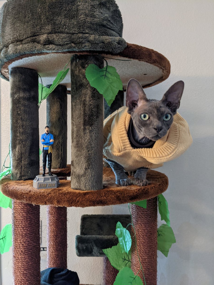 jbwarcat's tweet photo. @ranaltboo what do you think of him? https://t.co/99M7lLlHJ5