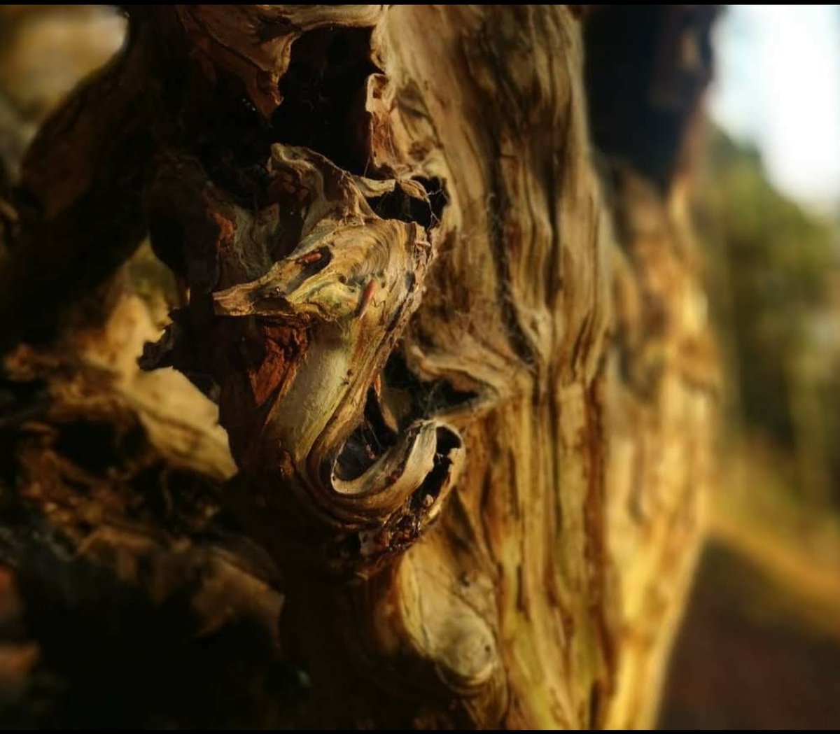 phantomtoll's tweet photo. Good morning! Featuring my "seahorse in a tree stump" photo 🙂 #stumpt https://t.co/lC7I8GPOO2