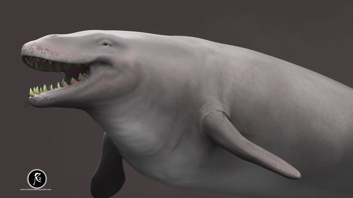 MarkusBhler10's tweet photo. A really nice model of the giant #archaeocete #Basilosaurus by 3D-artist Robert Fabiani. I acted as advisor for parts of the anatomy, like body shape, facial anatomy and vibrissae. See more of Robert´s work on his #ArtStation page: https://t.co/Hr0Fg5A3vJ https://t.co/kquxzfUAAY