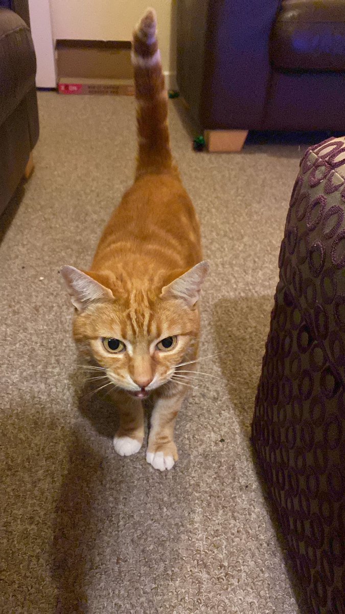 KeighleyCatCare's tweet image. Blaze is the handsomest of them all! He's been through a bit of a rough patch when his owner died, but he's been with us for some weeks now and he's ready for a fresh start and a forever home
#AdoptDontShop #Yorkshire #rescuecats