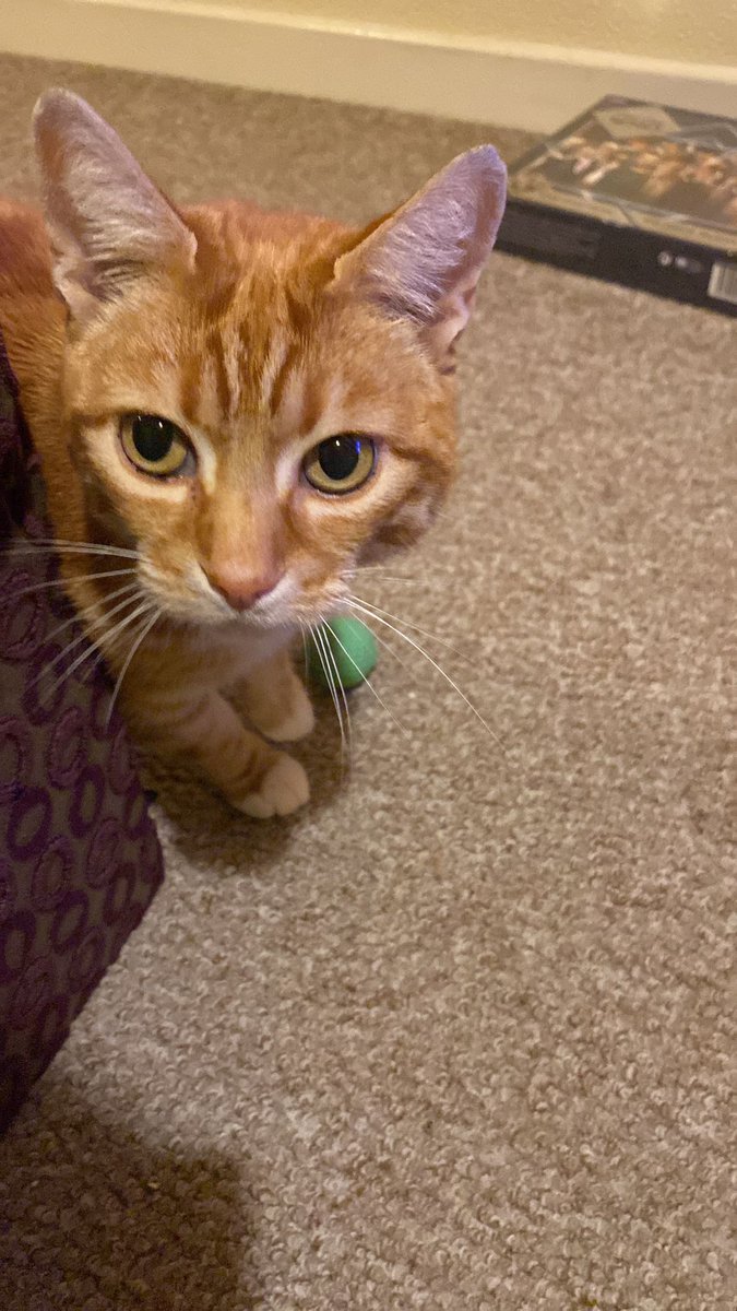 KeighleyCatCare's tweet image. Blaze is the handsomest of them all! He's been through a bit of a rough patch when his owner died, but he's been with us for some weeks now and he's ready for a fresh start and a forever home
#AdoptDontShop #Yorkshire #rescuecats