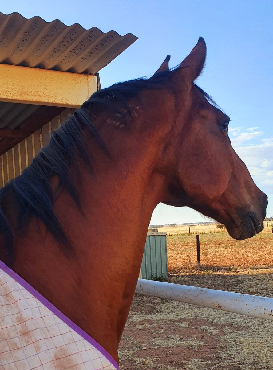 jacqvella's tweet photo. Oh Gale you are just stunning 😍
#Standardbreds #ranchsorting #forcetengale https://t.co/6bde8pIvDz