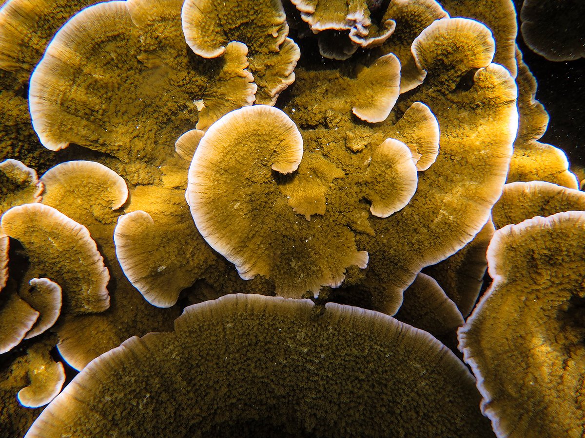 fintasticbeasts's tweet photo. the Fintastic reef at Noonu Atoll, Maldives. Large area of shallow reef full of foliose Monitpora.

#fintasticbeasts #boduthiladhunmathi #maldives #underwaterphotograpy https://t.co/IB9S3Rklgs