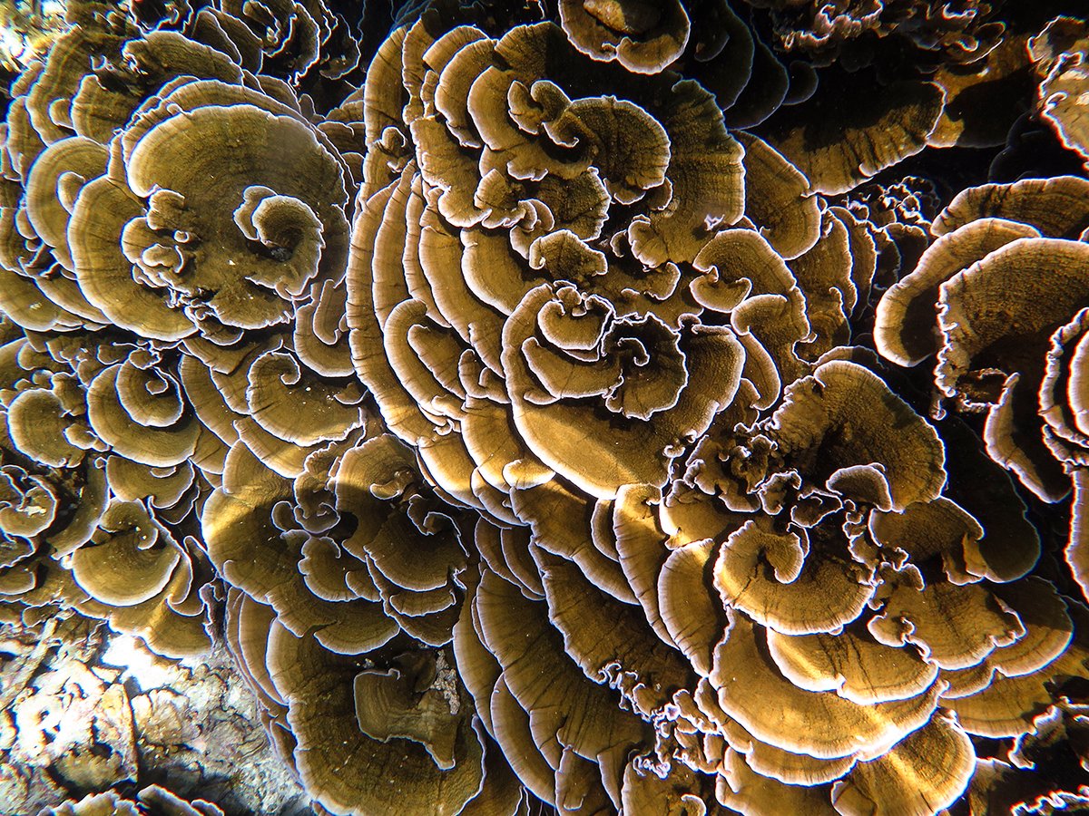 fintasticbeasts's tweet photo. the Fintastic reef at Noonu Atoll, Maldives. Large area of shallow reef full of foliose Monitpora.

#fintasticbeasts #boduthiladhunmathi #maldives #underwaterphotograpy https://t.co/IB9S3Rklgs