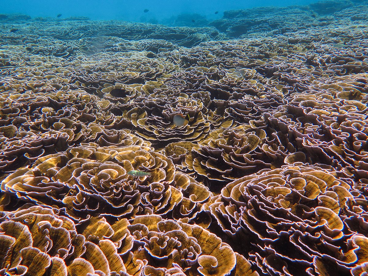 fintasticbeasts's tweet photo. the Fintastic reef at Noonu Atoll, Maldives. Large area of shallow reef full of foliose Monitpora.

#fintasticbeasts #boduthiladhunmathi #maldives #underwaterphotograpy https://t.co/IB9S3Rklgs