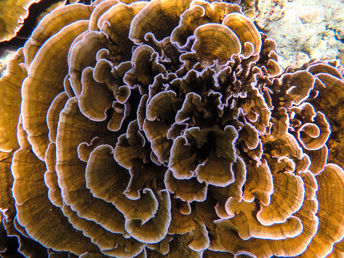 fintasticbeasts's tweet photo. the Fintastic reef at Noonu Atoll, Maldives. Large area of shallow reef full of foliose Monitpora.

#fintasticbeasts #boduthiladhunmathi #maldives #underwaterphotograpy https://t.co/IB9S3Rklgs