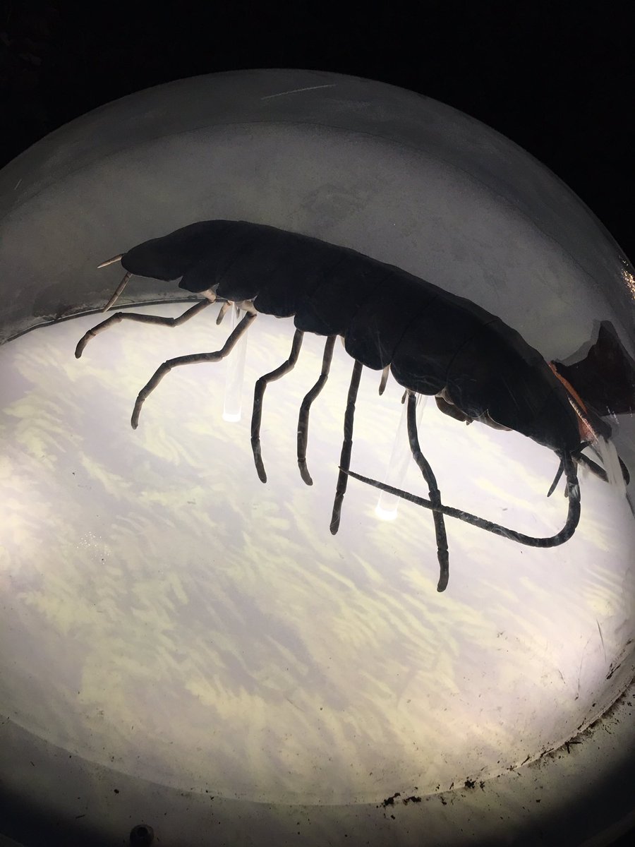 Fab trip with the family  <a href="/WWTLondon/">WWT London Wetland Centre</a> #illuminate