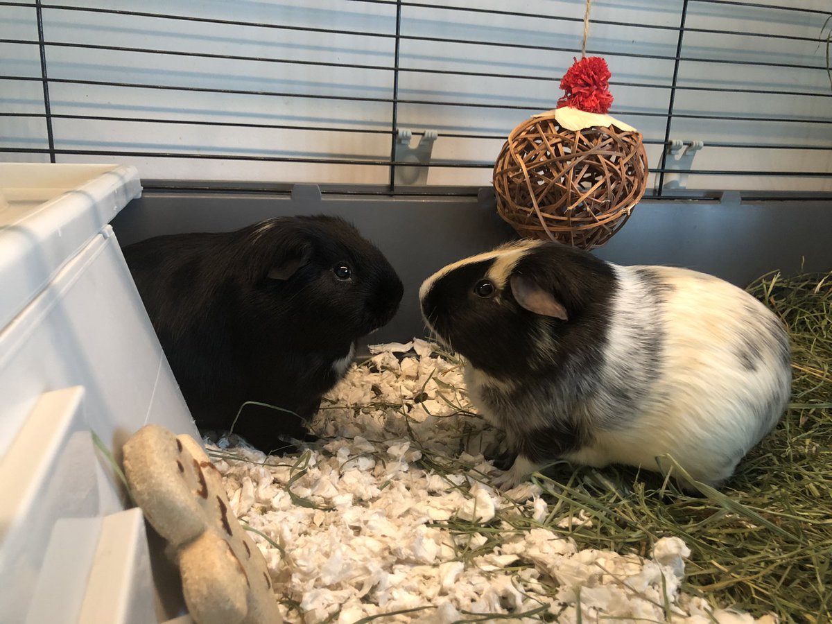 Midnight &amp; Humphrey are going home today ❤️ #guineapigs