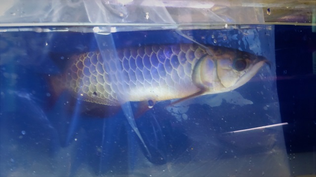 アクアショップしなの フォーエバー産アジアアロワナ過背金龍 インディゴブルーが入荷いたしました 青味の深さと金質はさすがの一言です この度は当店に素晴らしいアロワナをありがとうございました アジアアロワナ 過背金龍 インディゴブルー アクアショップしなの フォーエバー産アジアアロワナ過背金龍 インディゴブルーが入荷いたしました 青味の深さと金質はさすがの一言です この度は当店に素晴らしいアロワナをありがとうございました アジアアロワナ 過背金龍 インディゴブルー