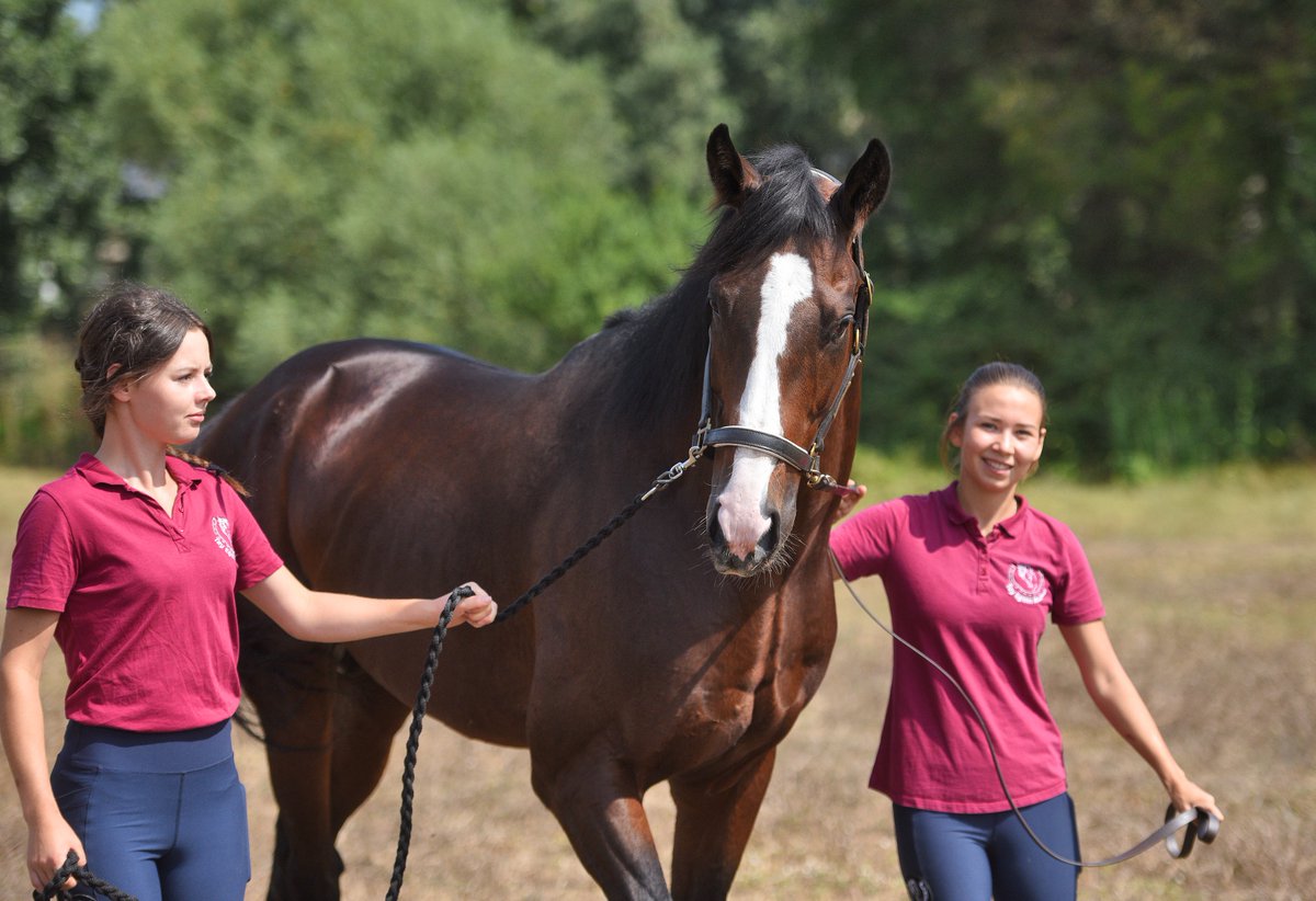#Hasafet in 1. Kısrak babası Bernardini by A.P. Indy, hem aygır hem de kısrak babası olarak oldukça başarılı yavrular vermiştir. Bu açıdan doğacak tayların dişi olması durumunda da, başarılı yarış hayatı sonrasında başarılı kısrak performansı gösterme ihtimali oldukça yüksektir.