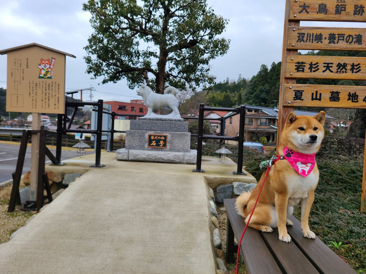 空港で頭の柴犬にお出迎えされたい この夢 島根県で叶います Togetter