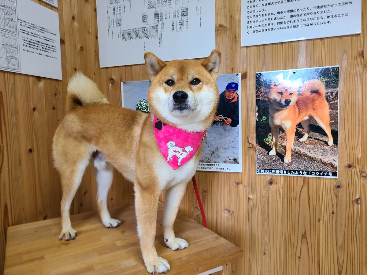 空港で頭の柴犬にお出迎えされたい この夢 島根県で叶います Togetter