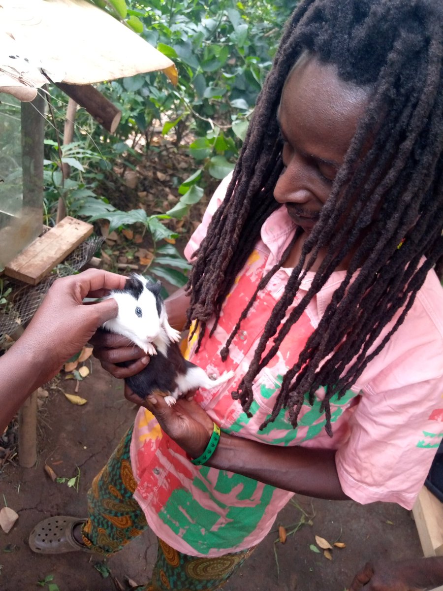 hypemanpaul's tweet photo. Dropped in to check on a General ,
Tizzo Kalankoma #RootsYard with mans like @DjTrixSoulJah , Badman ivo .

Guinea pigs are so cute 🥰 https://t.co/LPpVqqjo6I