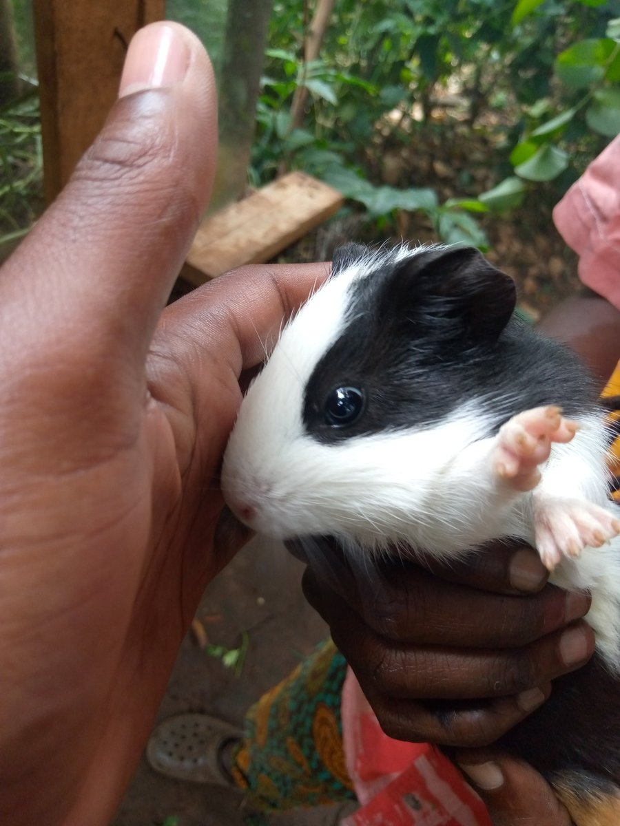 hypemanpaul's tweet photo. Dropped in to check on a General ,
Tizzo Kalankoma #RootsYard with mans like @DjTrixSoulJah , Badman ivo .

Guinea pigs are so cute 🥰 https://t.co/LPpVqqjo6I