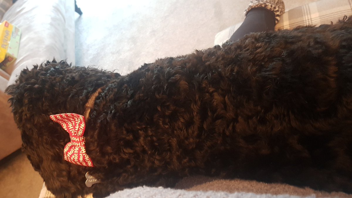 KatARudd's tweet photo. You don't need to work mum - says my cockapoo pup - why have a laptop on your knee when I can be your lapdog instead?! https://t.co/riAwezeGlG