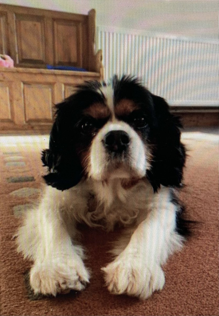 Well today was the day that this little lady was able to join Sarah in the sky for more cuddles and kisses. RIP Betty 😢. Tough week in the house only 2 of us left it’s like squid games ⏺🔼⏹