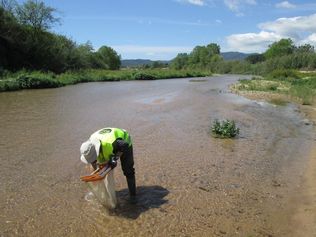 aigua_cat's tweet photo. L’efecte dels cabals ambientals en la fauna dels nostres #rius. 

👀Llegeix el nou post publicat en el blog de l' @aigua_cat: https://t.co/kROXprDzpg https://t.co/JIAyPglXcF