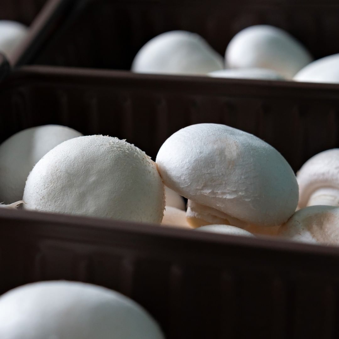 MushroomsRMagic's tweet photo. Helping to boost immunity has never been more important.

As one of the only food source with a significant amount of Vitamin D, 8 mushrooms a day can help you get your daily allowance in one dish 🙌

Get your mushrooms today at your nearest supermarket 🍄 https://t.co/oPRmr8Zser