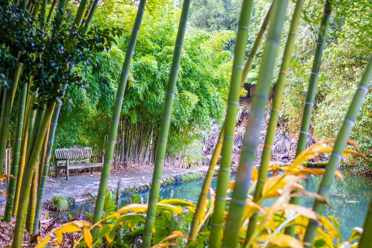 trebahgarden's tweet photo. We have many benches dotted throughout the valley and they're great places to enjoy the garden from, as well as catch your breath on the way back up!

This particular bench looks out over the tranquil water at Azolla Pool, surrounded by towering bamboos and tree ferns. https://t.co/8gwkPN7uBm