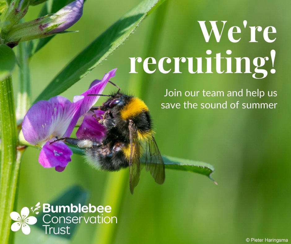 BumblebeeTrust's tweet photo. We have an excellent opportunity for a part-time conservation officer to deliver our @BuzzingDevon project carrying out advisory visits to farmers &amp; other land managers to support bumblebees 🐝

Closing date 16 Jan 👉 https://t.co/CUc5Gbg09c

#ConservationCareer @ConservationJob https://t.co/awn8dSm5wV