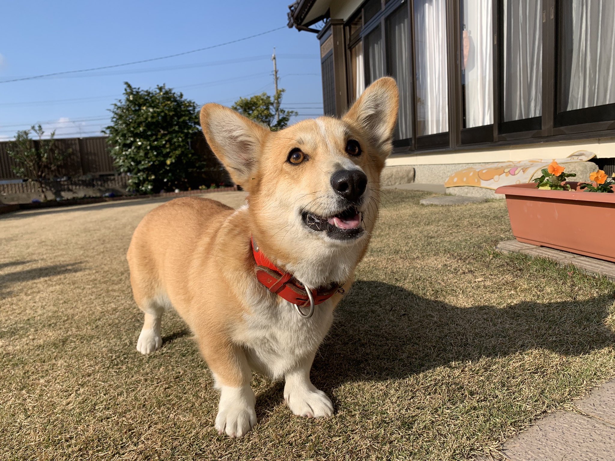 コーギーのメルちゃん Merumeruchannel Twitter