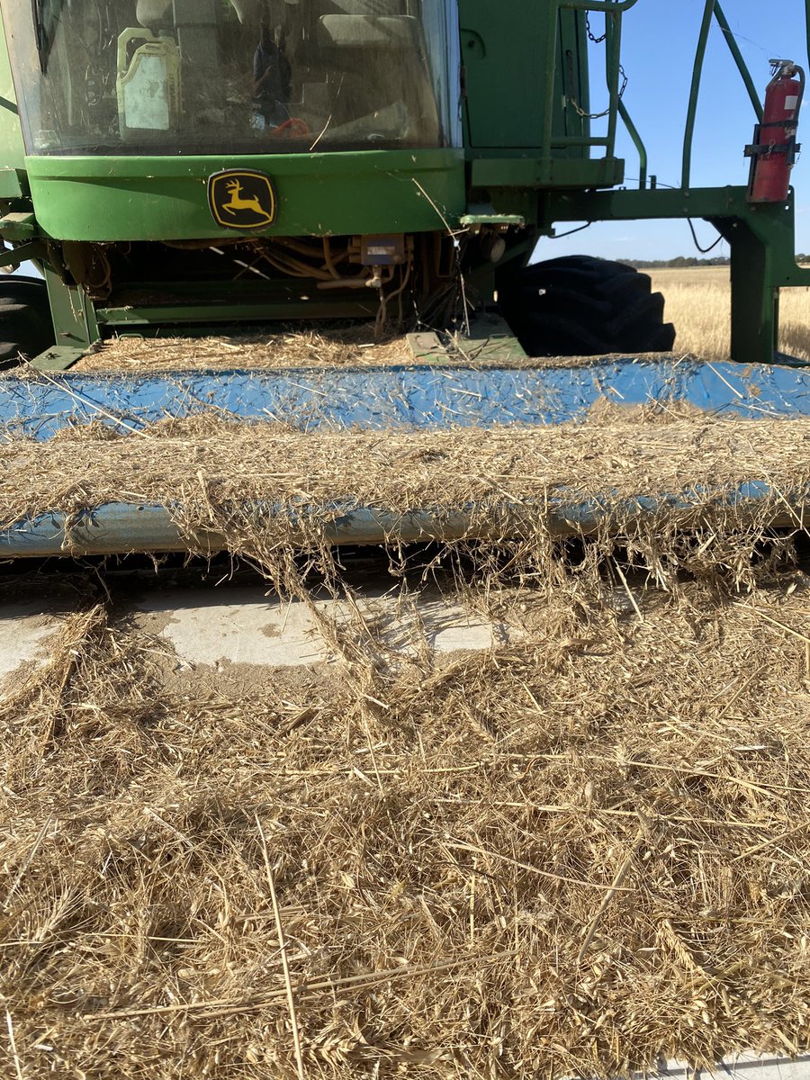 BrentRothacker's tweet photo. Every paddock I get covered in cob webs!
Young fella doesn’t like the header now! https://t.co/B8ABQfvGWk