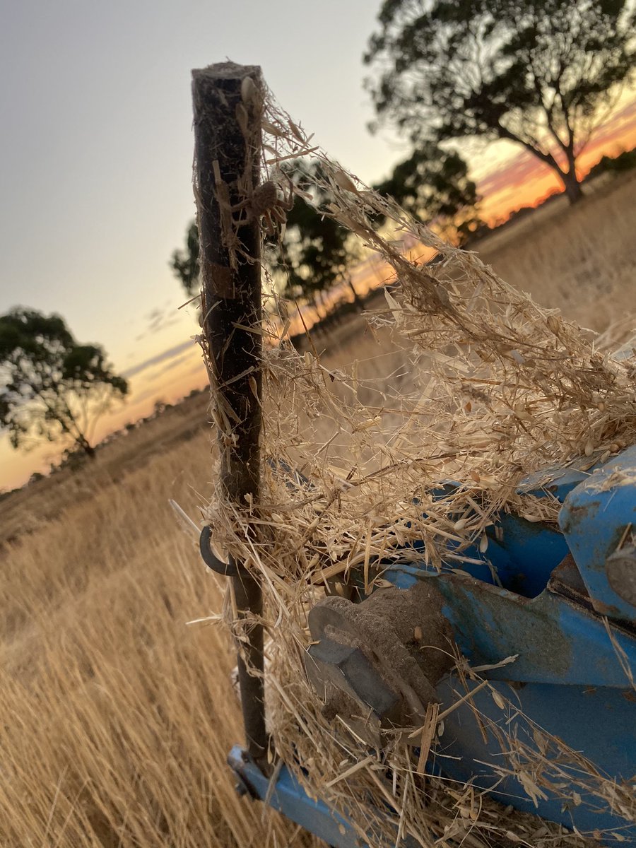 BrentRothacker's tweet photo. Every paddock I get covered in cob webs!
Young fella doesn’t like the header now! https://t.co/B8ABQfvGWk
