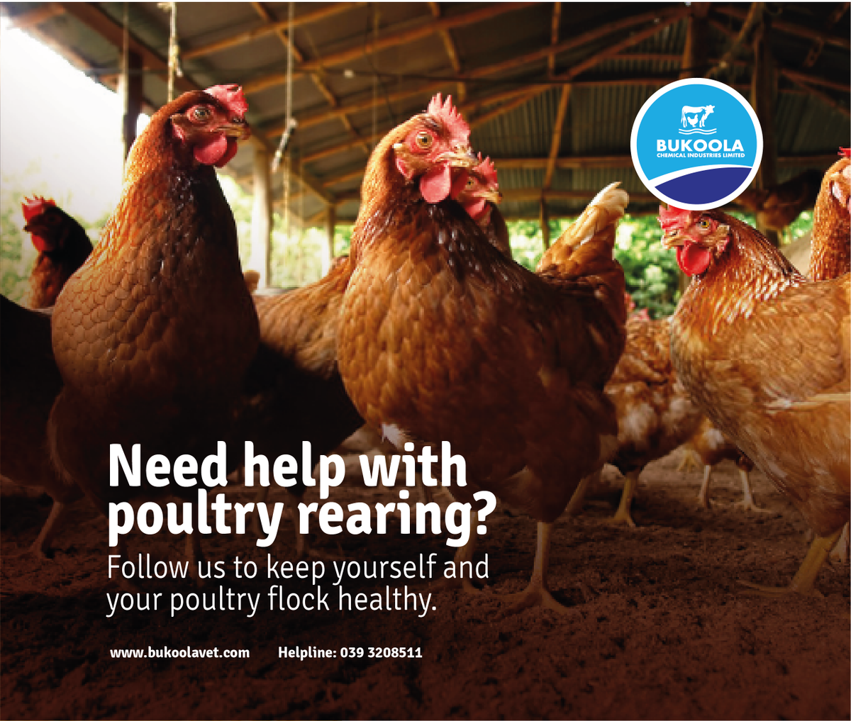 It’s not a new saying that the poultry farming business is a very lucrative agribusiness.
Do you need help with poultry rearing?
Well, just follow and like our page to keep your poultry flock healthy and productive. 
#bukoolavet #vetpharmacy #PoultryCARE