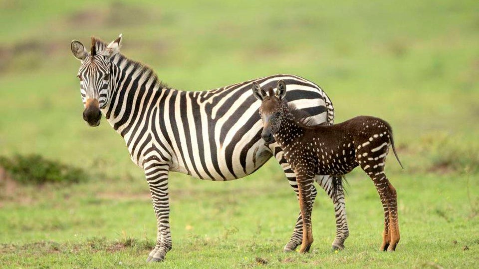 metumilibrary's tweet photo. Tira, a polka-dotted zebra, was born in the Maasai Mara in 2019 during the great wildebeest migration and has spots instead of stripes. Tira is named after Antony Tira, a Maasai guide who was the first to spot the foal. https://t.co/ZxjJZHZQNl