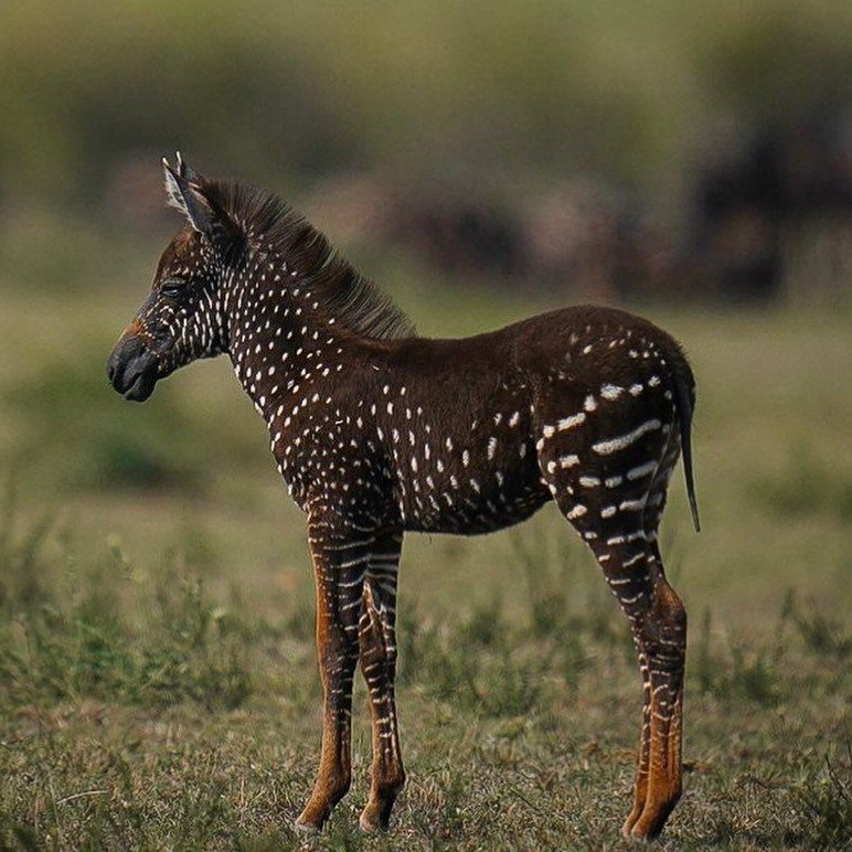 metumilibrary's tweet photo. Tira, a polka-dotted zebra, was born in the Maasai Mara in 2019 during the great wildebeest migration and has spots instead of stripes. Tira is named after Antony Tira, a Maasai guide who was the first to spot the foal. https://t.co/ZxjJZHZQNl