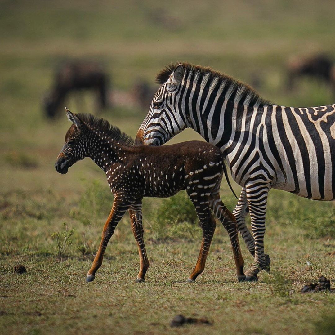 metumilibrary's tweet photo. Tira, a polka-dotted zebra, was born in the Maasai Mara in 2019 during the great wildebeest migration and has spots instead of stripes. Tira is named after Antony Tira, a Maasai guide who was the first to spot the foal. https://t.co/ZxjJZHZQNl