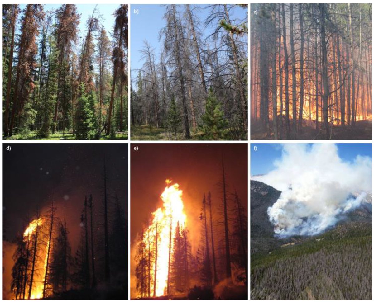 Fire_MDPI's tweet photo. Firefighter Observations of “Surprising” Fire Behavior in Mountain Pine Beetle-Attacked Lodgepole Pine Forests
by Kevin Moriarty, Antony S. Cheng, Chad M. Hoffman, Stuart P. Cottrell and Martin E. Alexander
https://t.co/XGNx7worXq
#crownfire #firefighter #fireweather #pine_forest https://t.co/SYByN9qRLH