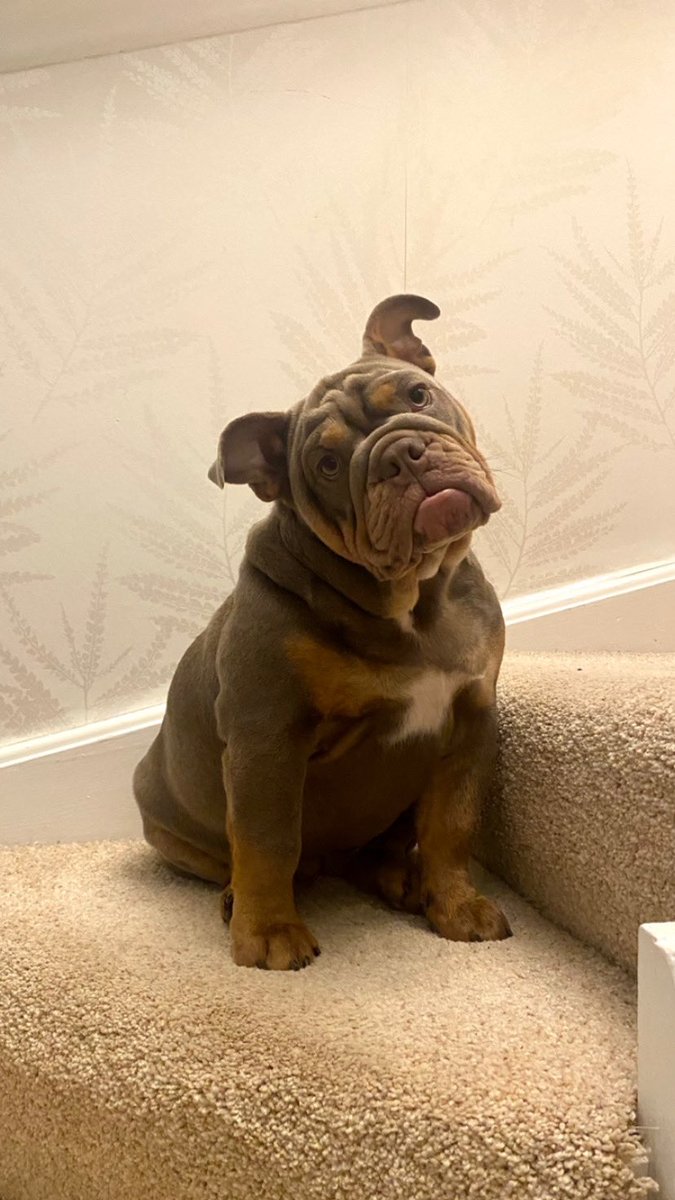 KellyMc1401's tweet image. 6 months today happy halfa birthday 🥳🎂 #bulldog #englishbulldog #princesscharlie #pet