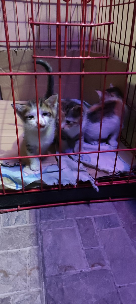 kaylajibolala's tweet photo. hello, ph armys! will try to post this here just in case someone is interested. as a  fur parent and animal lover, we feed stray cats and dogs, and one of our resident cats gave birth to 3 kittens. i'm putting them up for adoption for free with litter box and cat food included. https://t.co/GMzQbuxH03