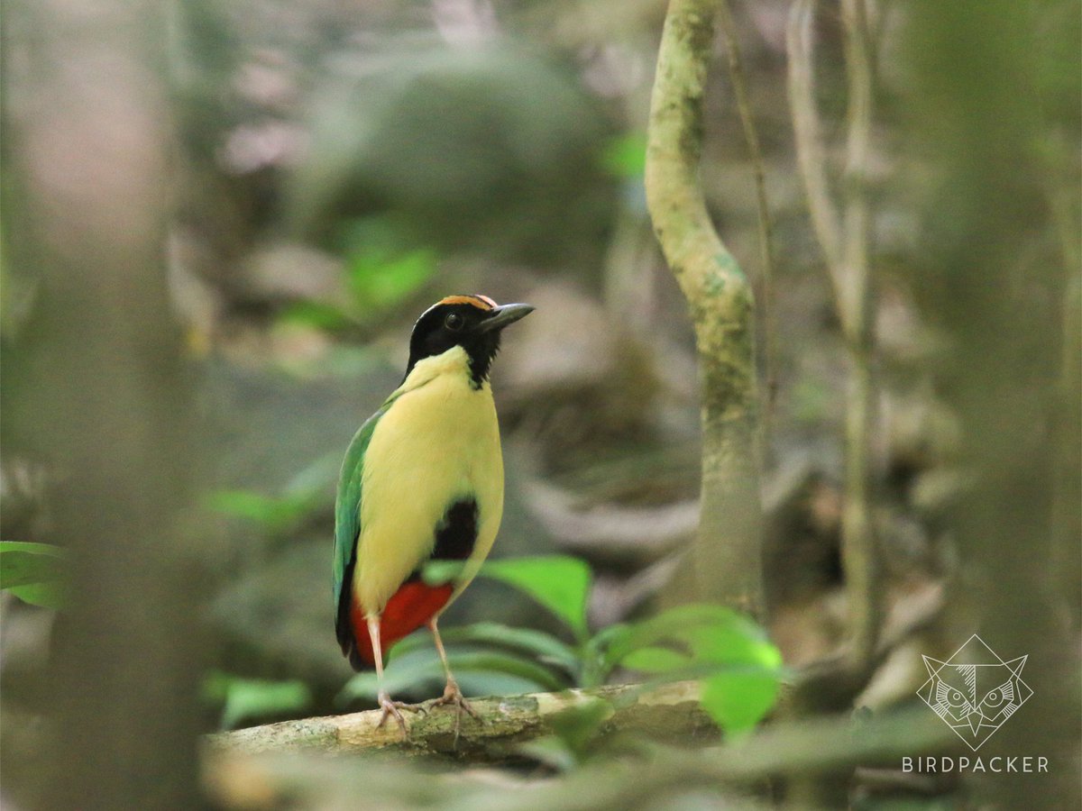 birdpacker's tweet photo. A recently split, Ornate Pitta (Pitta concinna) was formely considered a subspecies of the Elegant Pitta (P. elegans) based on their different vocalizations &amp; pronounced plumage divergences.

Source: https://t.co/l6W9lFc26O

#birdpacker #ornatepitta #splitspecies #birdphotography https://t.co/cCW5FneglH