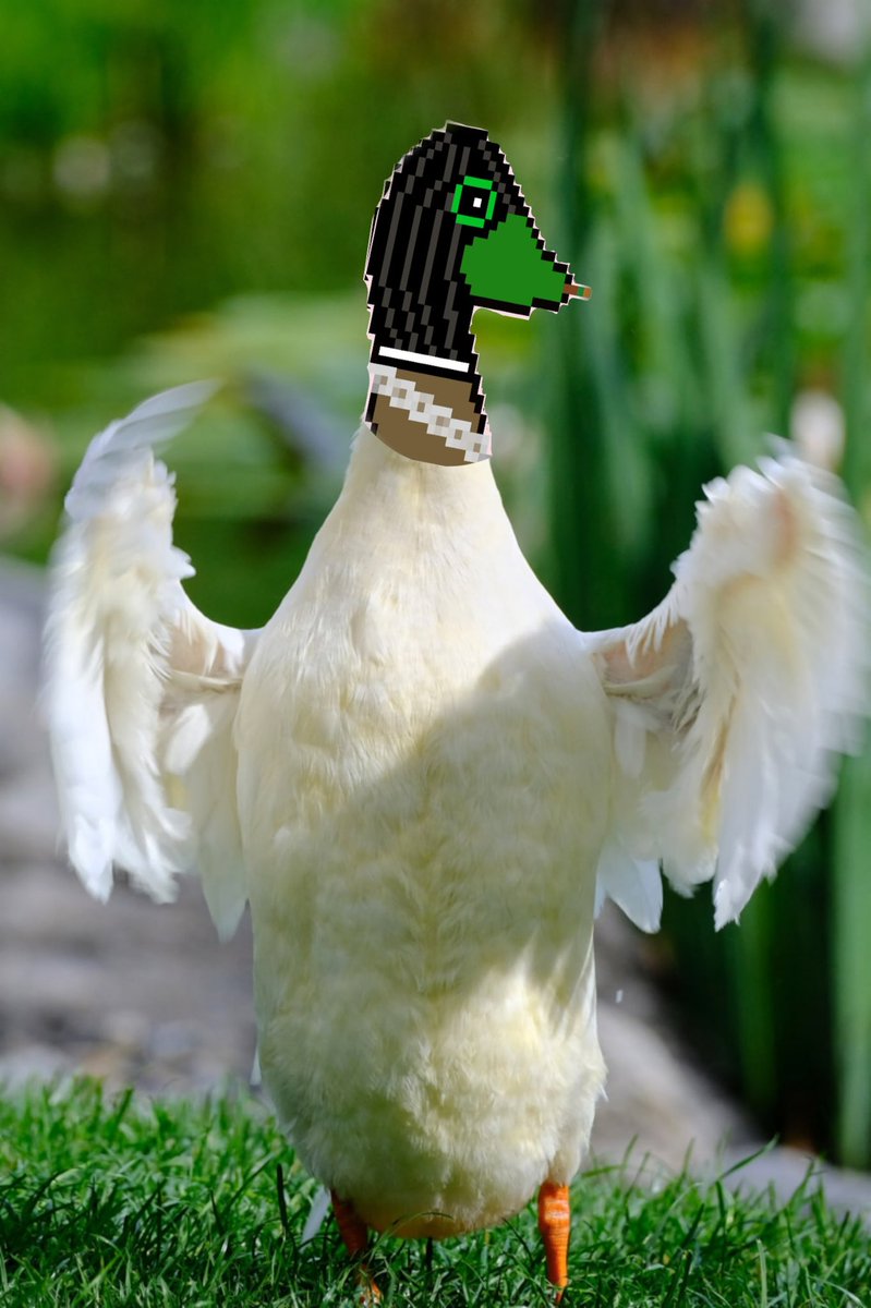 quacksmokers's tweet photo. #quacksmokers https://t.co/MBbrpN1HRw